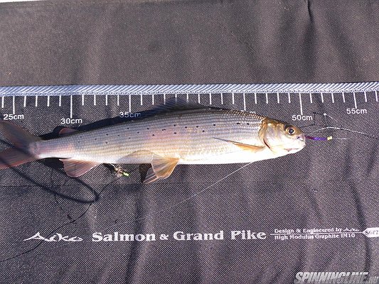 Изображение 1 : Сезонный тест-драйв кастинга  АIKO Salmon&Grand Pike.